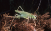 Calliphona (Calliphonides) palmensis Bolívar, 1940: Photo: Pedro Oromí. female. (Otu).
