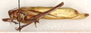 CollectionObject 1499616; 1290c3a3-d1dc-4ac4-9111-615cfcd8b45a: male, lateral view. (CollectionObject).