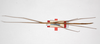 CollectionObject 1557903; 99d472d1-49e0-443d-be3c-20506068562a: copyright ZMHB, Berlin. female, dorsal view (syntype). (CollectionObject).