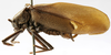 CollectionObject 1539610; 2a1572f8-511d-4bf2-9f6b-80cbbb750a04: male, lateral view (holotype). (CollectionObject).