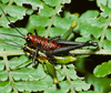 Exerythracris volcanica Rowell, 1995: male Exerythracris volcanica attempting to copulate with sympatric Hylopedetes surdus female. (Otu).