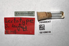 Other: !! display not done !! on Stenocranus (Codex) lautus Van Duzee, 1897: (Observation).