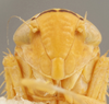 Head: !! display not done !! on Bandara (Bandara) parallela Knull, 1946: Head/Face. (Observation).