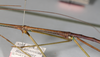 CollectionObject 1557304; NMW 645, f9e15317-ecad-451e-9f8e-c1986a57f9e7: copyright NMW, Vienna. male mid-body, lateral view (holotype). (CollectionObject).
