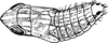 Nymph: (Observation).