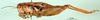 CollectionObject 1567332; 6fb008e8-72d8-4131-b230-6b1c9d7cec0b: female, lateral view (paratype). (CollectionObject).