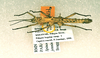 CollectionObject 1563513; 38c60bcf-b74b-40ab-a53c-082fc9775ea6: copyright RMNH, Leiden. female (paratype). (CollectionObject).