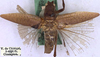 CollectionObject 1520772; f6b5f91a-3076-44ba-8720-2afaedbb177a: male, dorsal view (syntype). (CollectionObject).