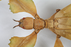 copyright Montreal Insectarium Coll female, head & thorax (holotype). Depicts CollectionObject 1583623; Depo SF.DepoID 3768, Coll RC 17-015, fb9245b4-2cae-41eb-822a-8d701478cea6, a CollectionObject.