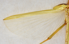 CollectionObject 1558903; USNM(SF IMPORT DUPLICATE) 7344, f81617a7-04b1-4829-b1c0-23797ac6c864: Copyright USNM, Washington. male, wing structure (holotype). (CollectionObject).
