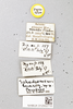 CollectionObject 1597121; fa317596-8e04-4f47-b983-c8c76f2b4dbf: labels of male paratype. (CollectionObject).