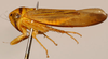 Habitus, lateral view: Andanus bimaculatus, lateral habitus (OSUC). (Observation).