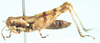 Brownacris microptera Dirsh, 1958: female, lateral view. (Otu).