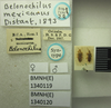 Belonochilus mexicanus Distant, 1893 now Belonochilus numenius (Say, 1832): Belonochilus mexicanus. Syntype. (BMNH) - (CC BY-NC 4.0) Photo by Stuart Cole, reproduced with permission from the Natural History Museum, London, UK. (Otu).