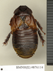 Ancaudellia setula Roth, 1982: Copyright Natural History Museum, London. Paratype (adult female) in BM(NH). Dorsal view. (Otu).