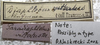 CollectionObject 1475670; f7604f8b-c67e-4af9-98e1-d2d75a7d7fb1: labels (syntype). (CollectionObject).