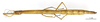 CollectionObject 1595957; c5b8d3dd-78a3-4c2e-97af-2cdd738980b3: copyright MNHN, Paris. female (syntype). (CollectionObject).