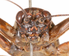CollectionObject 1523763; fc9bd22e-deea-4046-8659-3b75f0d95a18: male, frontal head (holotype). (CollectionObject).