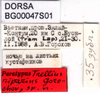 CollectionObject 1567481; e71edc9f-f11c-4ffe-88c4-32907eb59765: labels (paratype). (CollectionObject).