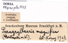CollectionObject 1505405; fad9972a-8e1a-432b-98b6-b837cefd440d: labels. (CollectionObject).