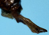 CollectionObject 1533189; 611e3ca5-50da-474b-8305-9a399ab1db4c, USNM 21341: male cerci (holotype of Anaulacomera longicercata Caudell). (CollectionObject).