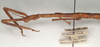 CollectionObject 1562487; fd702745-d04a-47f9-8714-1e43694d5b19: copyright St. Petersburg. female, head & thorax (syntype). (CollectionObject).