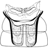 Abdomen, sternal apodemes, ventral view: Abdomen, sternal apodemes, ventral view. (Observation).