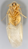 CollectionObject 1569234; f15244e7-d235-4012-9df6-de9358166dbf: Photo by Heidi Hopkins. Holotype, adult male, ventral habitus. (CollectionObject).