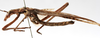 CollectionObject 1539817; 48ea20ca-0c94-4428-98c1-ffd25a7dc282, MNHN-EO-ENSIF713: male habitus, lateral view (holotype). (CollectionObject).