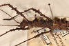 CollectionObject 1560994; 34482216-ad46-4d81-a992-9851a8cd1fc9: copyright UMO, Oxford. female of Phasma (Acanthoderus) bicoronata: head & thorax, lateral view (holotype). (CollectionObject).