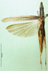 CollectionObject 1502258; 43d0cc7a-6081-4b09-884c-7f2484bba6dc: male, dorsal view, paratype. (CollectionObject).