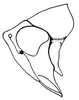 Head: !! display not done !! on Bandara Ball, 1931: Bandara johnsoni, head, laterally. (Observation).