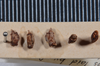 Acanthoxyla geisovii (Kaup, 1866): copyright MONZ, Wellington. eggs of synonym Acanthoxyla huttoni, Karori, 27.06.1943, J.T. Salmon. (Otu).