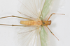 CollectionObject 2376978; bb371f53-4fb4-4895-8d57-75e746bdada8: male, dorsal view (syntype). (CollectionObject).