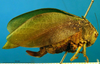 CollectionObject 1501765; 26145a67-7ba7-49dd-99e5-da8529691450: female, lateral view (paralectotype). (CollectionObject).