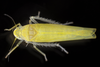 Live specimen: !! display not done !! on Dikrella (Dikrella) scimitar Chandler, 2017: Dikrella scimitar, female. Boxford, Essex Co., Massachusetts; September 4, 2020; det. D.S. Chandler. (Observation).