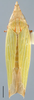Habitus, dorsal view: Stymphalus rubrolineatus, dorsal habitus (INHS). (Observation).