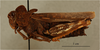 CollectionObject 1518653; 1a6e5a5b-9cdf-4106-aed6-26e476d35b90, NHMUK013806086: female, lateral view, (holotype). (CollectionObject).