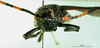CollectionObject 1501051; a30336fb-0e1f-42dd-8c50-5783df2ffdd6, MfN 1989: female, frontal view (holotype of Petasia satanas). (CollectionObject).