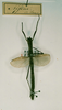 CollectionObject 1559134; cb11e823-ec9a-4df9-b60e-3f3668d20b54: copyright RMNH, Leiden. female Phasma (Ascepasma) affine (lectotype). (CollectionObject).