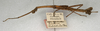 CollectionObject 1561825; 066dfbab-b5f1-458a-b086-2e468b1614d1: copyright NMW, Vienna. male, lateral view of the synonym Libethra rabdotula (syntype). (CollectionObject).;CollectionObject 1561826; d4e13d05-9af8-4098-bf98-a6c677e3d510: copyright NMW, Vienna. male, lateral view of the synonym Libethra rabdotula (syntype). (CollectionObject).