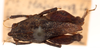 CollectionObject 1585119; aec5c696-bf5b-425a-998d-661139918836: male, dorsal view. (CollectionObject).