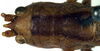 CollectionObject 1531365; NMW 1101, 0200bac1-f6bd-4a0b-872a-ce85b1698084: female head and pronotum, dorsal view (holotype). (CollectionObject).