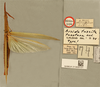 CollectionObject 1518972; 08330e8b-8831-4b92-b92f-551982793689: male, dorsal view, labels (holotype of Acrida turrita tunetana). (CollectionObject).