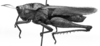 CollectionObject 1521479; 3fe11ef1-07d6-46ea-b3ed-170d79dc6c38: Image Carbonell, C.S. male, lateral view (holotype of Tropidonotus schulzi). (CollectionObject).