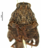 female, frontal view (syntype of Nomotettix arcticus). Depicts CollectionObject 1580785; f62e2c2b-29a5-4a30-8cb0-e16ea95a6669, a CollectionObject.