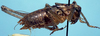 CollectionObject 1522416; 28a4af8a-abe2-463f-b192-8de839ee752d: male (holotype). (CollectionObject).