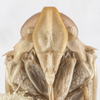 Head: (Observation).
