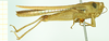 CollectionObject 1532638; 2cef890a-3906-4ebb-8ad2-3afa64d69766: male, lateral view (holotype). (CollectionObject).