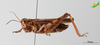 CollectionObject 2274535; Unioeste Cascavel K-1104, a74e9d9c-d0a8-412f-b254-03c88c7aca62: Female, lateral view. (CollectionObject).